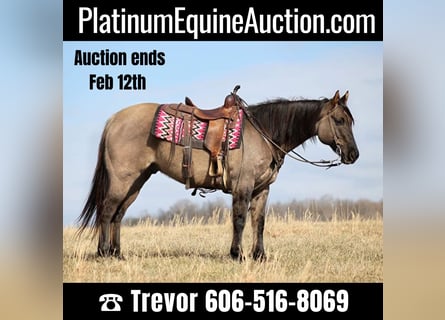 American Quarter Horse, Gelding, 15 years, 15,1 hh, Grullo