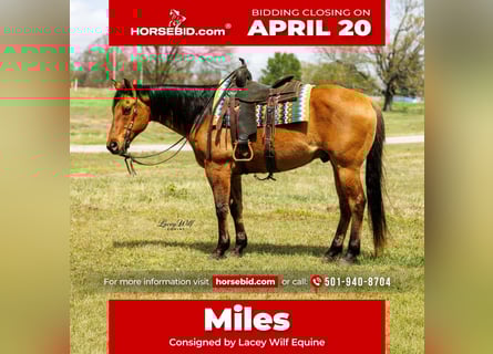 American Quarter Horse, Gelding, 15 years, 15,2 hh, Dun