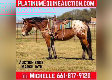 American Quarter Horse, Gelding, 15 years, 16.1 hh, Bay