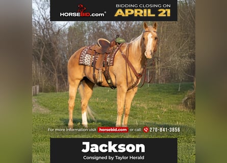 American Quarter Horse, Gelding, 15 years, 16.3 hh, Palomino