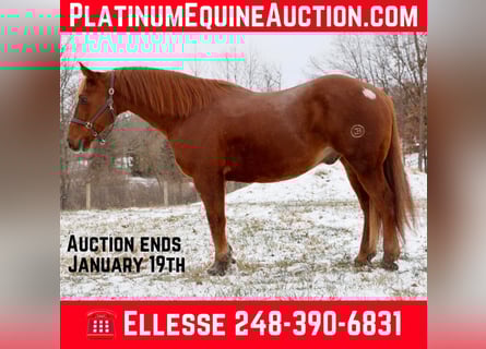 American Quarter Horse, Gelding, 15 years, 16,2 hh, Chestnut