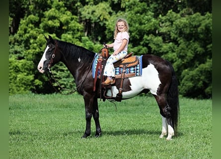 American Quarter Horse, Gelding, 15 years, Black