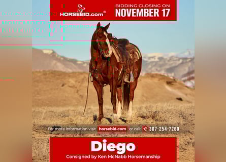 American Quarter Horse, Gelding, 15 years, Chestnut