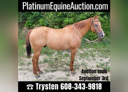 American Quarter Horse, Gelding, 15 years, Dun