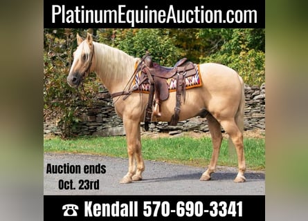 American Quarter Horse, Gelding, 15 years, Palomino