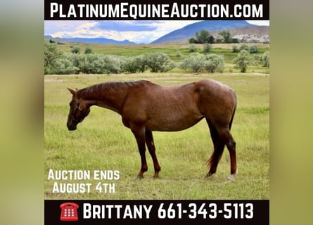 American Quarter Horse, Gelding, 15 years, Roan-Red