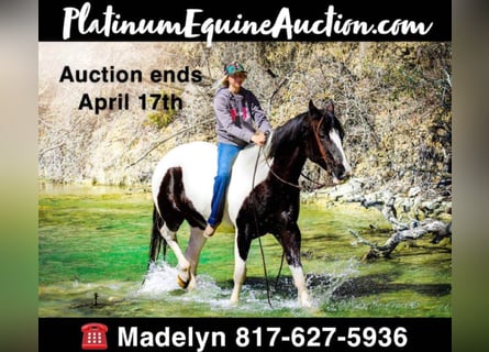 American Quarter Horse, Gelding, 15 years, Tobiano-all-colors