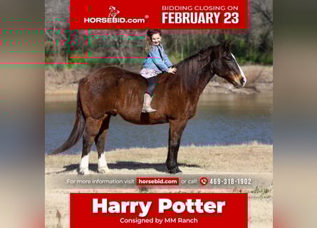 American Quarter Horse, Gelding, 16 years, 14.3 hh, Bay