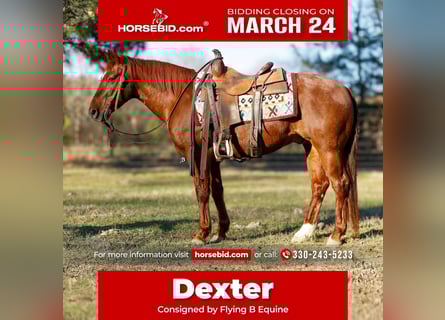 American Quarter Horse, Gelding, 16 years, 14 hh, Sorrel