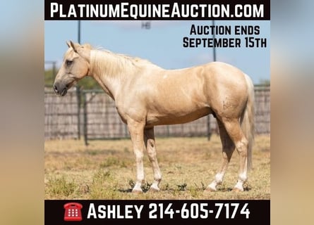 American Quarter Horse, Gelding, 16 years, 14,2 hh, Palomino