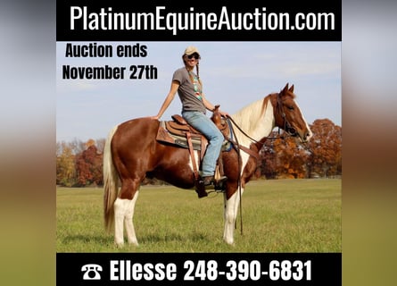 American Quarter Horse, Gelding, 16 years, 14,3 hh, Sorrel