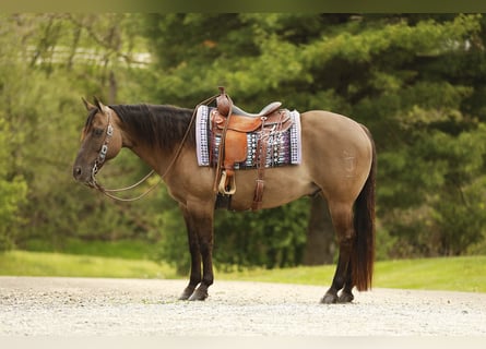 American Quarter Horse, Gelding, 16 years, 15.1 hh, Grullo