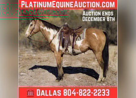 American Quarter Horse, Gelding, 16 years, 15.1 hh, Overo-all-colors