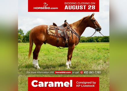 American Quarter Horse, Gelding, 16 years, 15.2 hh, Sorrel