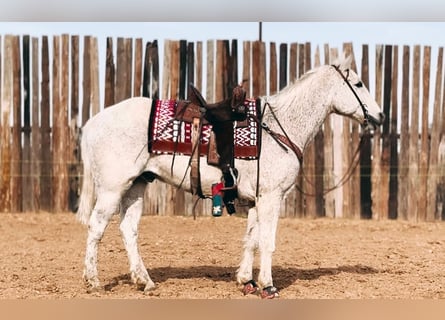 American Quarter Horse, Gelding, 16 years, 15 hh, Gray-Fleabitten
