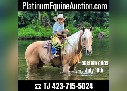 American Quarter Horse, Gelding, 16 years, 15 hh, Palomino
