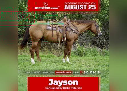 American Quarter Horse, Gelding, 16 years, 15 hh, Sorrel