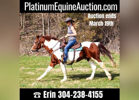 American Quarter Horse, Gelding, 16 years, 15 hh, Tobiano-all-colors