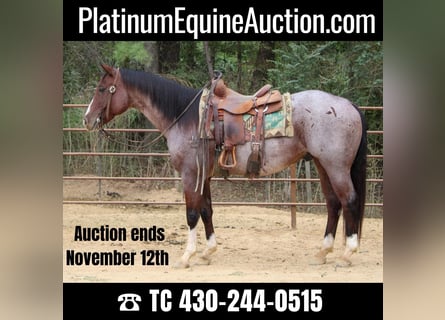 American Quarter Horse, Gelding, 16 years, 15,1 hh, Roan-Bay