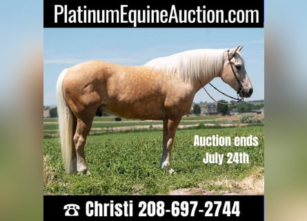 American Quarter Horse, Gelding, 16 years, 16 hh, Palomino