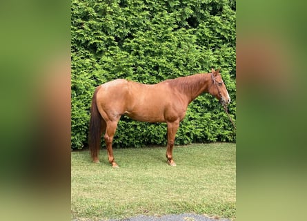 American Quarter Horse, Gelding, 16 years, 16 hh, Roan-Red