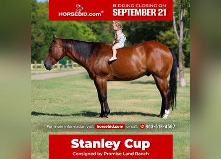 American Quarter Horse, Gelding, 16 years, Bay