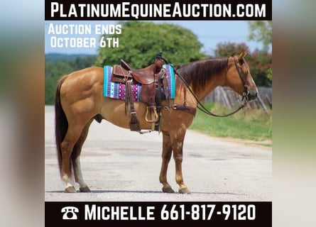 American Quarter Horse, Gelding, 16 years, Dun