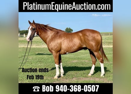 American Quarter Horse, Gelding, 16 years, Overo-all-colors