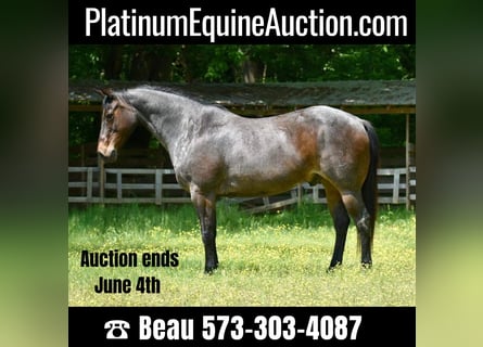 American Quarter Horse, Gelding, 16 years, Roan-Bay