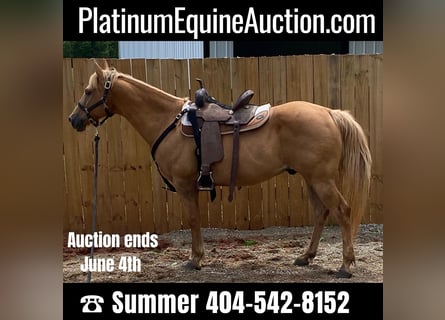 American Quarter Horse, Gelding, 17 years, 14.1 hh, Palomino
