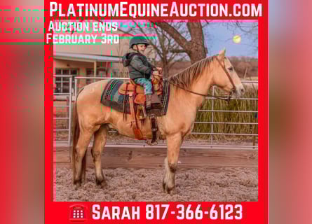 American Quarter Horse, Gelding, 17 years, 14.3 hh, Champagne