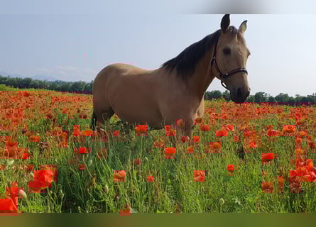 American Quarter Horse, Gelding, 17 years, 14,2 hh, Buckskin