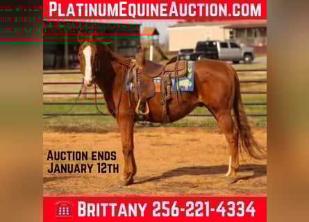 American Quarter Horse, Gelding, 17 years, 14,3 hh, Chestnut