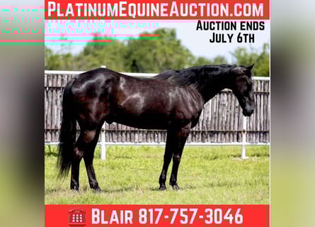 American Quarter Horse, Gelding, 17 years, 15.3 hh, Black