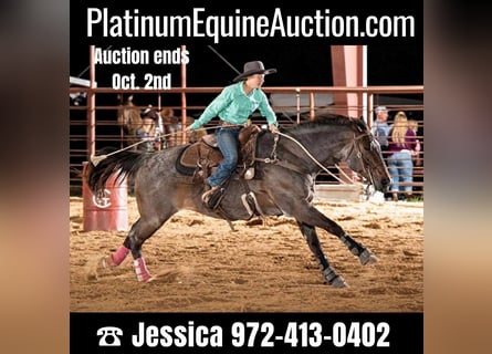 American Quarter Horse, Gelding, 17 years, 15 hh, Roan-Bay