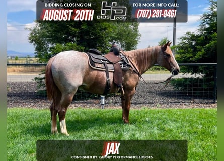 American Quarter Horse, Gelding, 17 years, 15 hh, Roan-Red