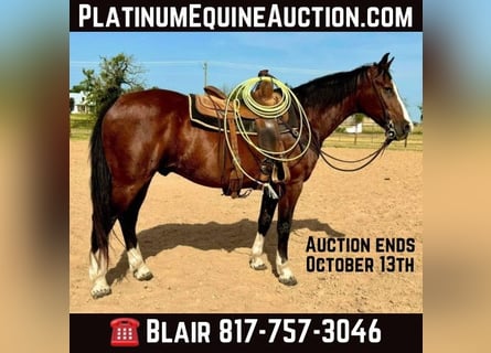 American Quarter Horse, Gelding, 17 years, 15,1 hh, Bay