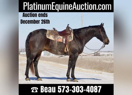 American Quarter Horse, Gelding, 17 years, 15,3 hh, Roan-Blue