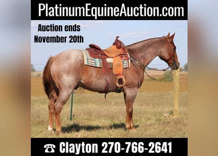 American Quarter Horse, Gelding, 17 years, 15,3 hh, Roan-Red