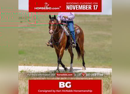 American Quarter Horse, Gelding, 17 years, 16 hh, Bay