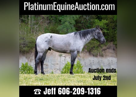 American Quarter Horse, Gelding, 17 years, 16 hh, Roan-Blue