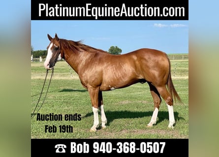 American Quarter Horse, Gelding, 17 years, Overo-all-colors