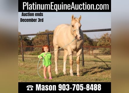 American Quarter Horse, Gelding, 17 years, Palomino