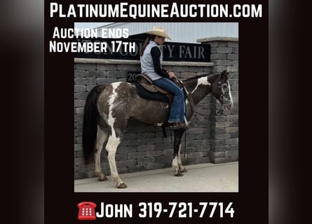 American Quarter Horse, Gelding, 18 years, 14 hh, Grullo