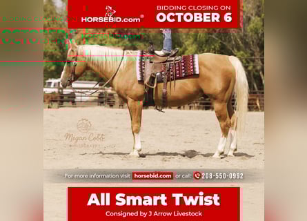 American Quarter Horse, Gelding, 18 years, 15 hh, Palomino