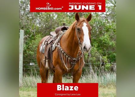 American Quarter Horse, Gelding, 18 years, 15 hh, Sorrel