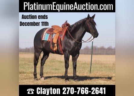 American Quarter Horse, Gelding, 18 years, 16 hh, Roan-Blue