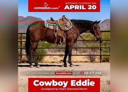 American Quarter Horse, Gelding, 19 years, 15 hh, Bay