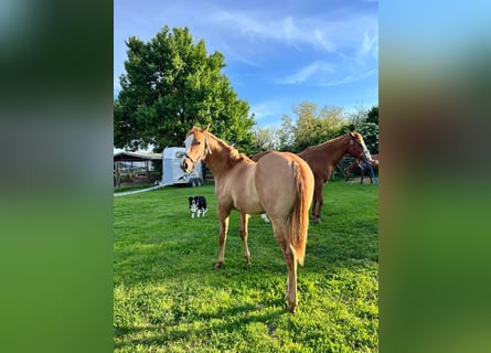 American Quarter Horse, Gelding, 1 year, 11,2 hh, Red Dun