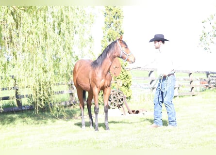 American Quarter Horse, Gelding, 1 year, 13.2 hh, Chestnut-Red
